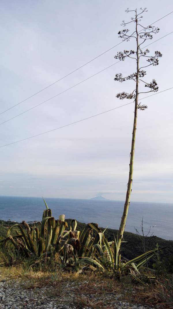 Montecristo all'orizzonte