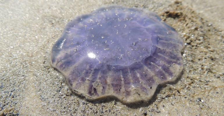 Meduse all'Elba - Consigli utili